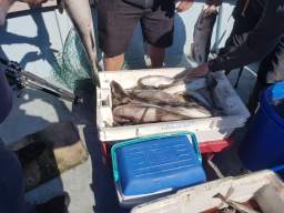 Several Codling in a fish box